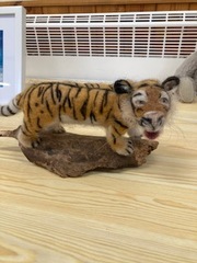 Fantastic tiger needle felted by Thelma